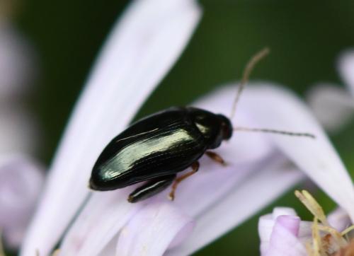 Psylliodes sp.